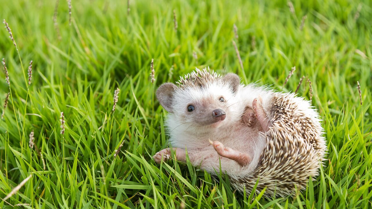 Satellites and AI Deployed to Help Protect Declining Hedgehog Population in the UK