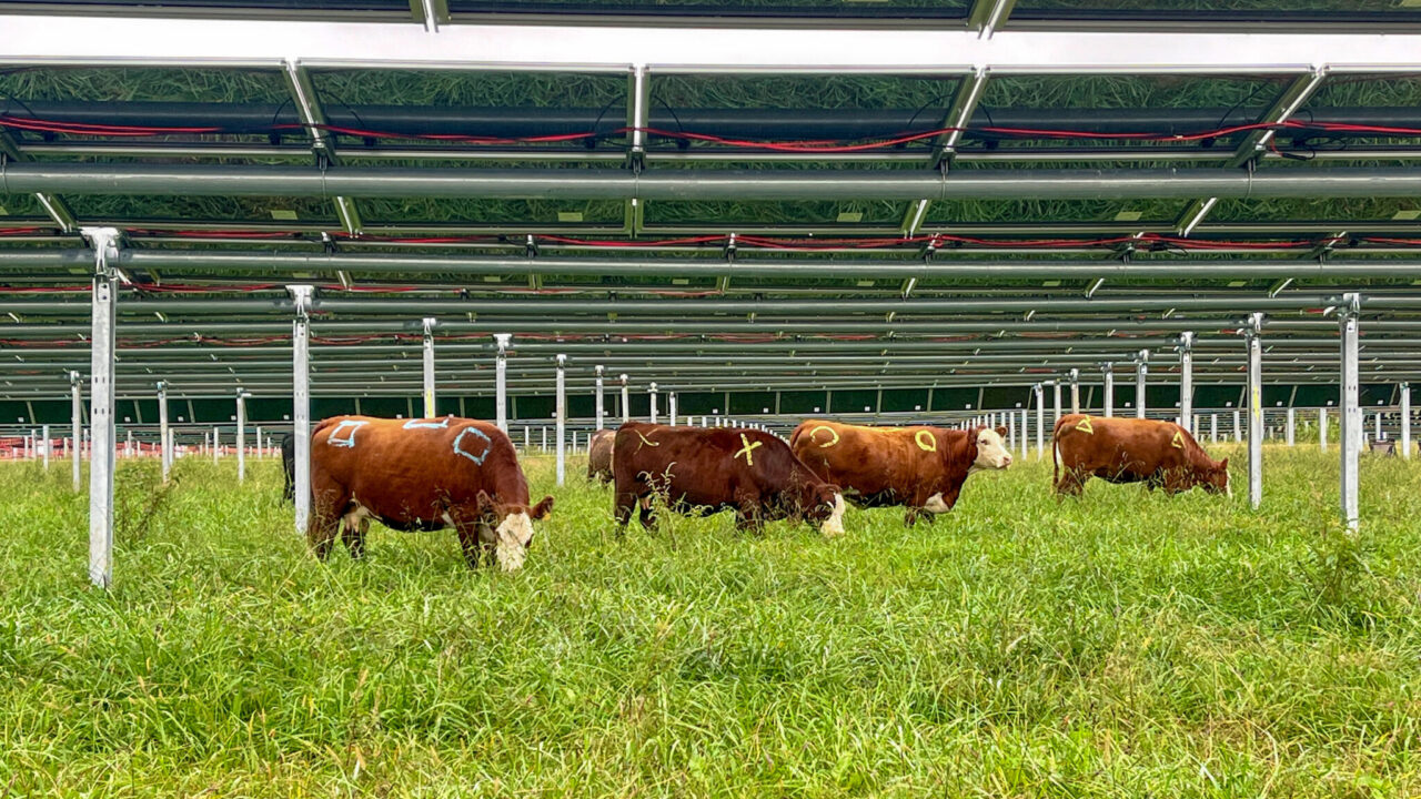 Solar Meets Agriculture: Tennessee Farm Tests a New Model for Energy and Livelihoods