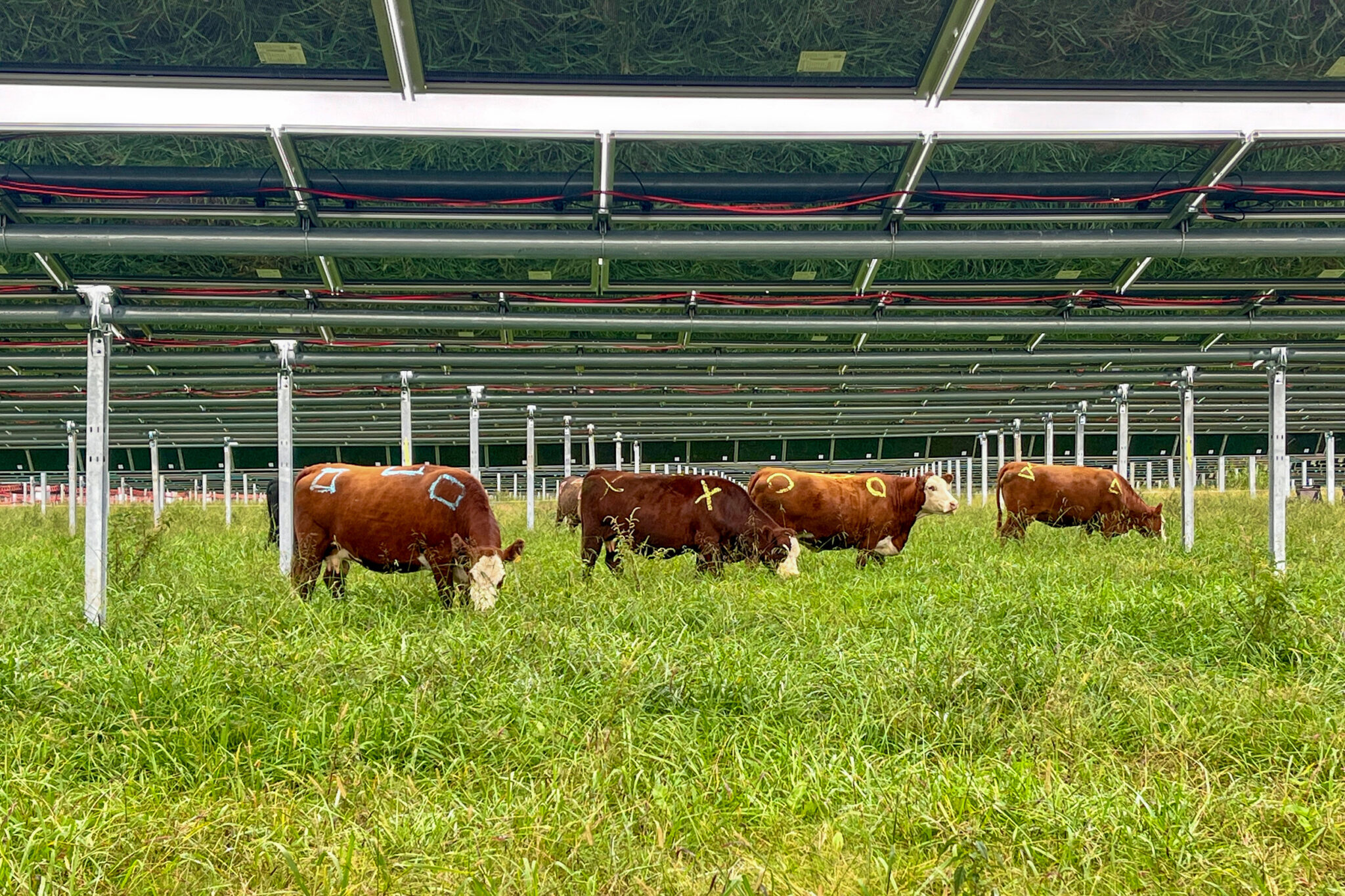 Solar Meets Agriculture: Tennessee Farm Tests a New Model for Energy and Livelihoods